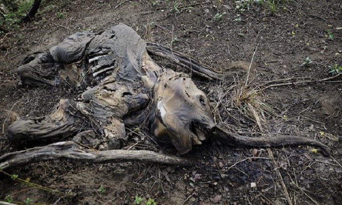 World on track to lose two-thirds of wild animals by 2020, major report warns